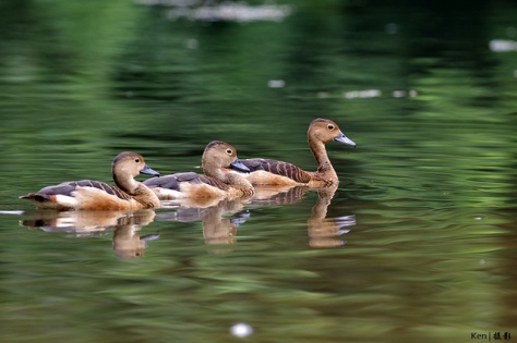 Ducks in a row by Ken Goh